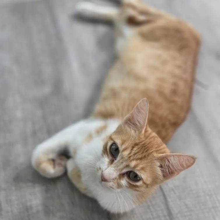 A young small-sized female Orange / Red Domestic Short Hair cat named Clem for adoption in Brea, CA