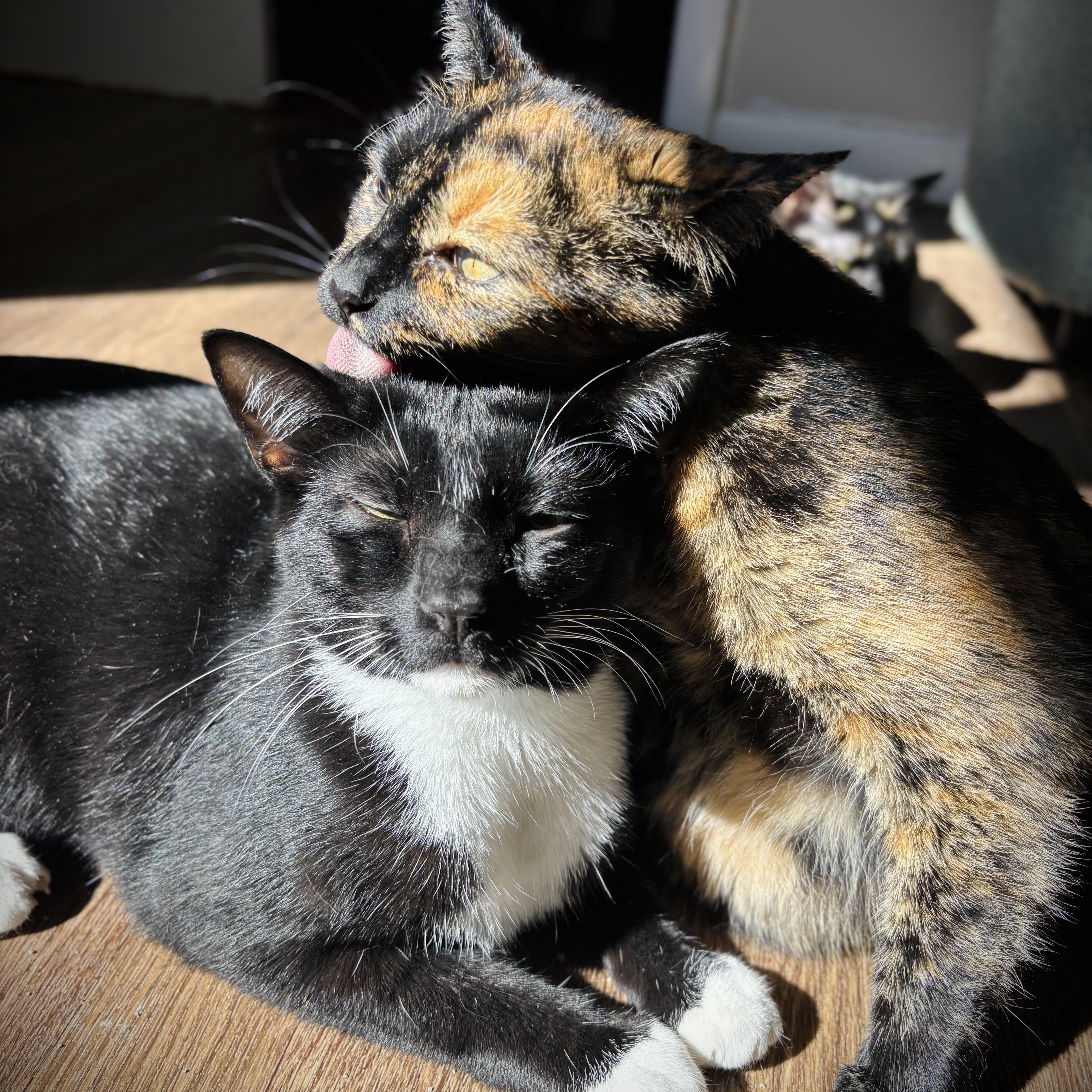 A young medium-sized female Tortoiseshell Domestic Short Hair cat named Izzy & Isaiah for adoption in Buffalo, NY