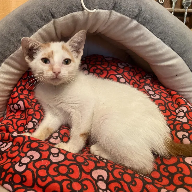A baby medium-sized male Domestic Short Hair cat named Chai for adoption in Tampa, FL