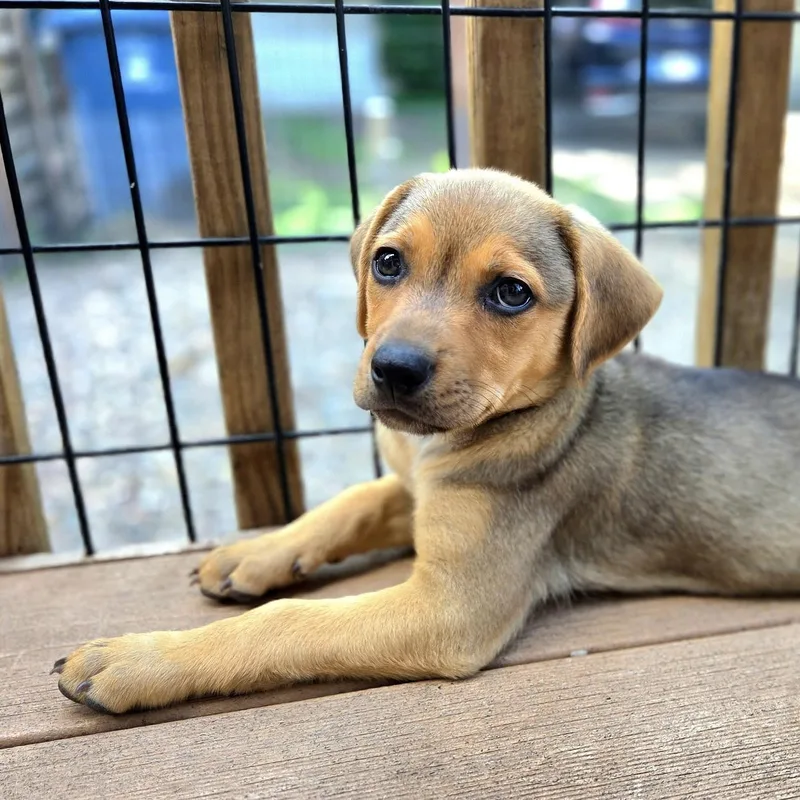 A baby medium-sized male Gray / Blue / Silver Mixed Breed dog named Carlo for adoption in Prior Lake, MN