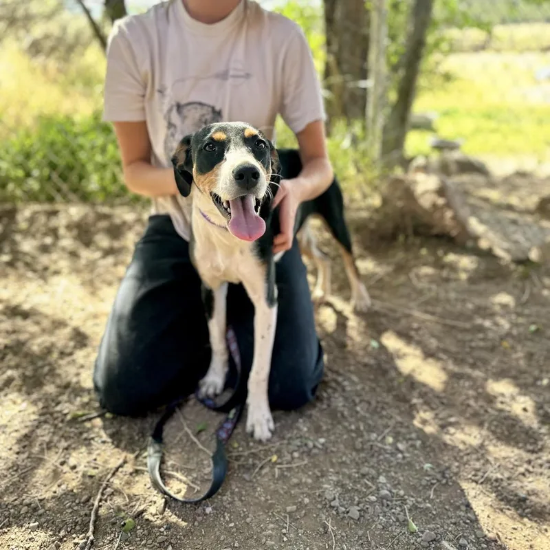 A young medium-sized female Black Mixed Breed dog named Piper for adoption in Glenwood Springs, CO
