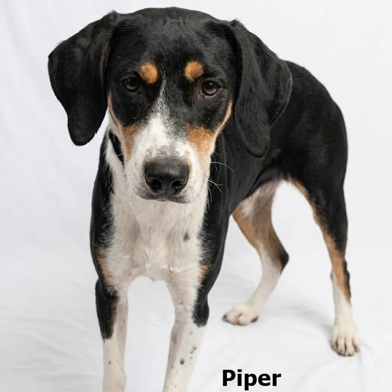 Piper thumbnail 2