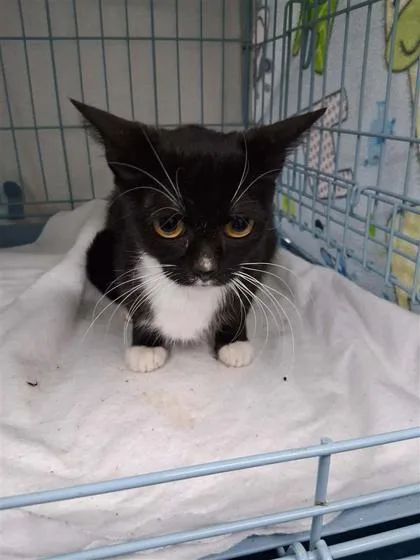 An adult large-sized female Domestic Short Hair cat named Rain for adoption in Gainesville, FL