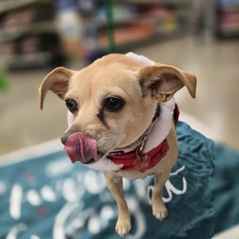 Ruthine Orthw thumbnail 3