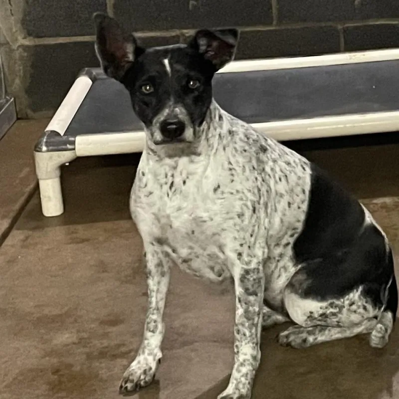 A senior medium-sized female Australian Cattle Dog / Blue Heeler dog named Duchess for adoption in Edinburg, TX