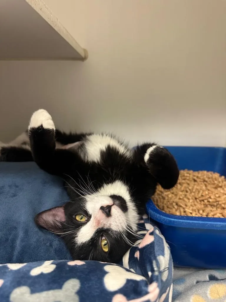 A young medium-sized female Domestic Short Hair cat named Victoria for adoption in Johnson City, TN