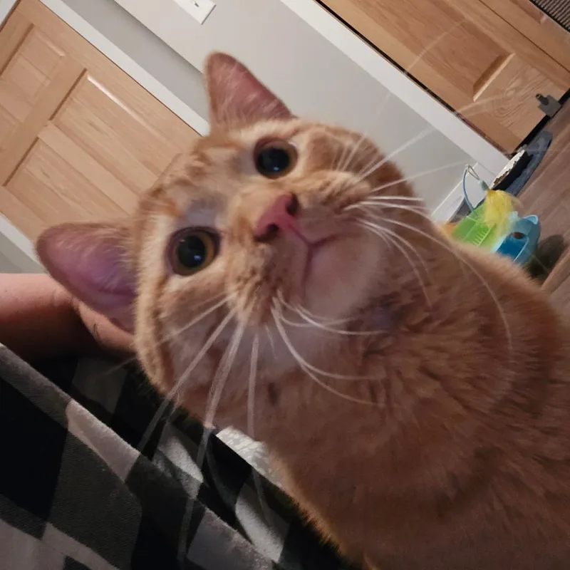 An adult large-sized male Orange / Red Domestic Short Hair cat named Harrington for adoption in Grand Rapids, MN