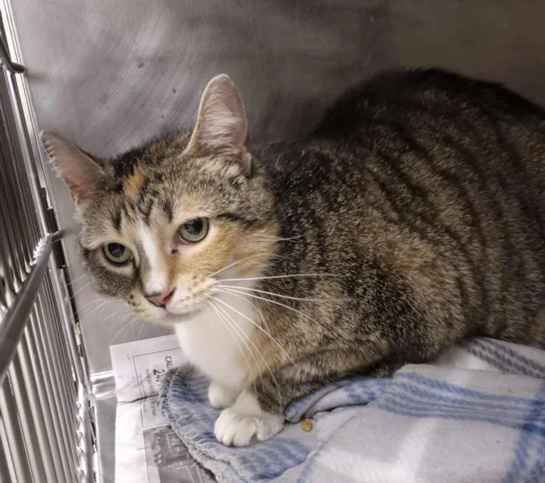 An adult small-sized female Domestic Short Hair cat named Jane Austen for adoption in Hagerstown, MD