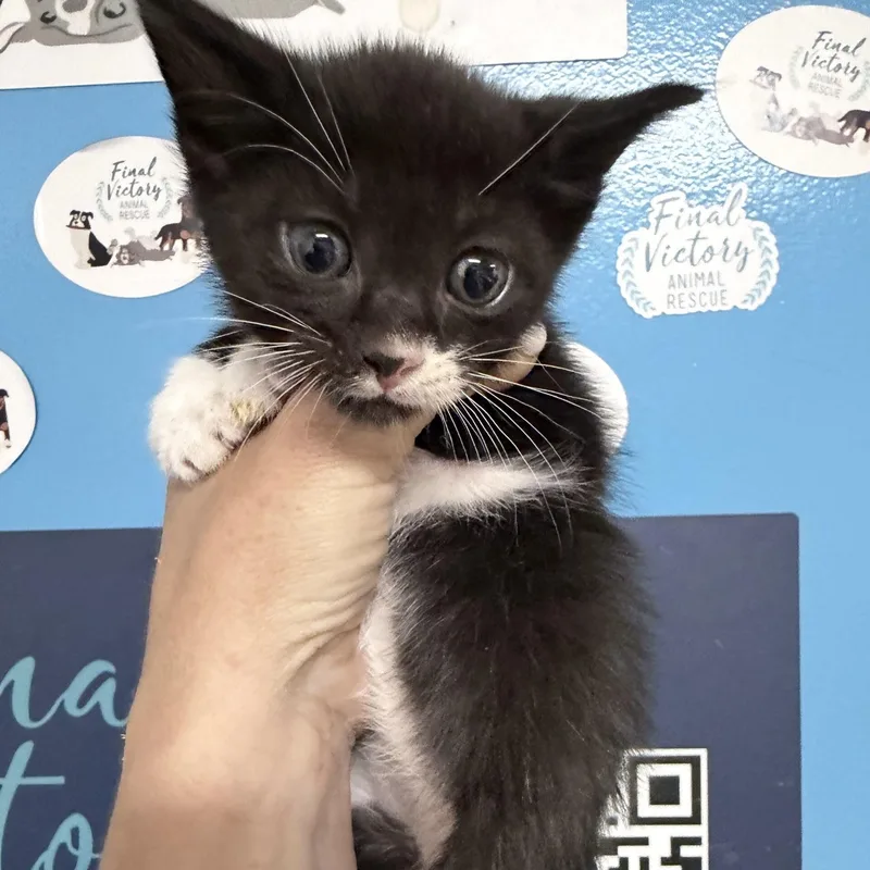A baby medium-sized male Tuxedo cat named Uconn for adoption in Columbia, SC