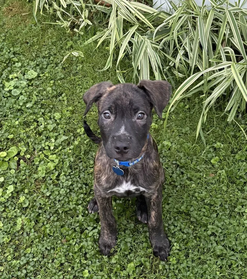A baby medium-sized male Labrador Retriever dog named Candy Litter: Skittles for adoption in Berwick, PA