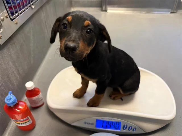 A baby small-sized female German Shepherd Dog dog named Tokimonsta for adoption in Antioch, CA