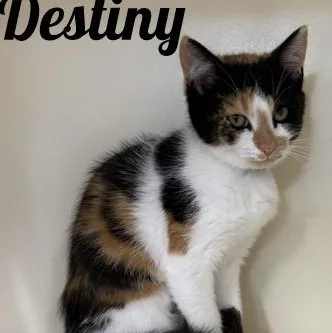 A young medium-sized female Calico Domestic Short Hair cat named Destiny for adoption in Manistee, MI