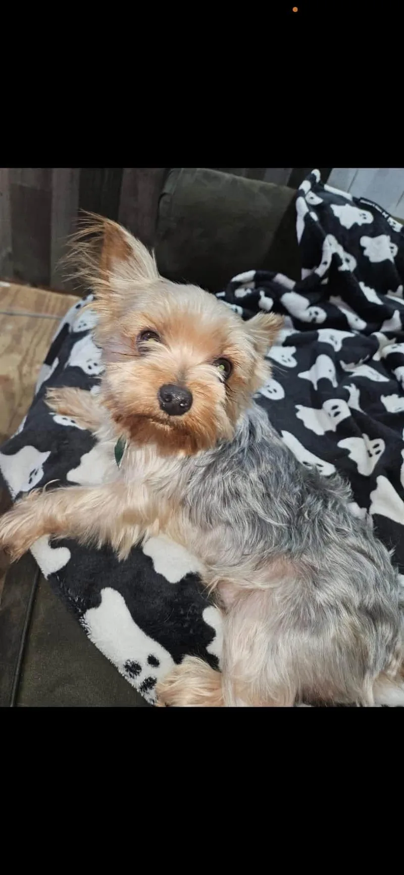 An adult small-sized male Yorkshire Terrier dog named Webster for adoption in Forney, TX