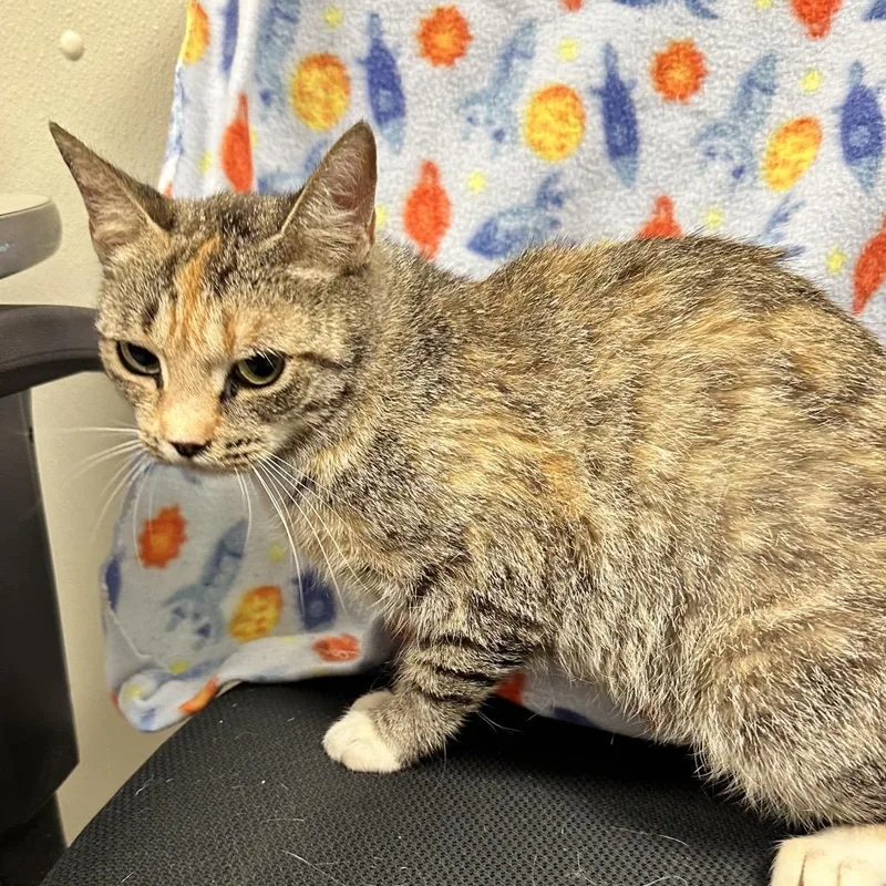 An adult medium-sized female Calico Domestic Short Hair cat named Tiger for adoption in Galax, VA