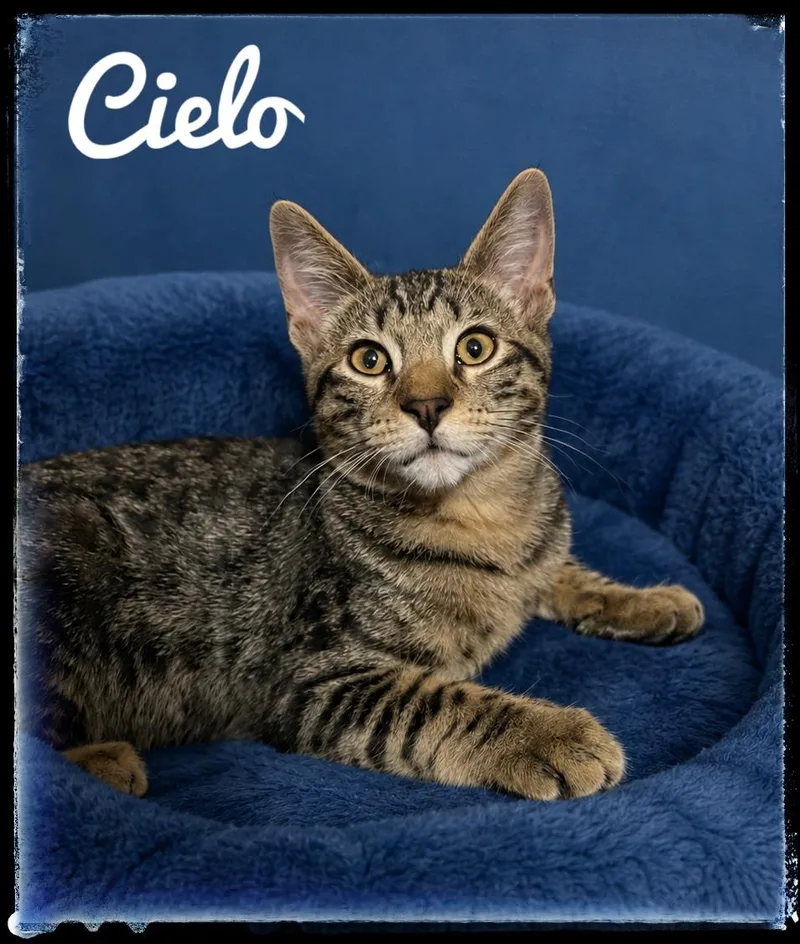 A baby small-sized male Domestic Short Hair cat named Cielo for adoption in El Cajon, CA