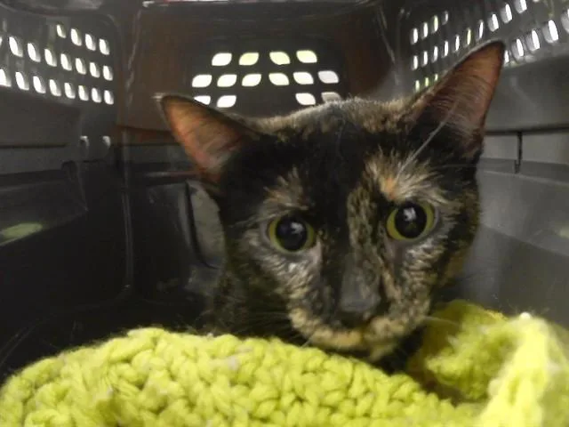 A young medium-sized female Domestic Short Hair cat named Gemini for adoption in Omaha, NE