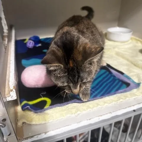 A young medium-sized female Domestic Short Hair cat named Morticia for adoption in Hutchinson, MN