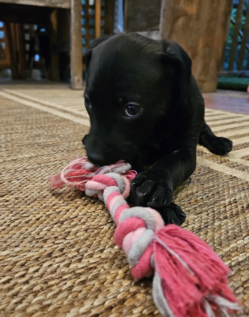 A baby medium-sized female Black Labrador Retriever dog named July for adoption in Rock Hill, SC