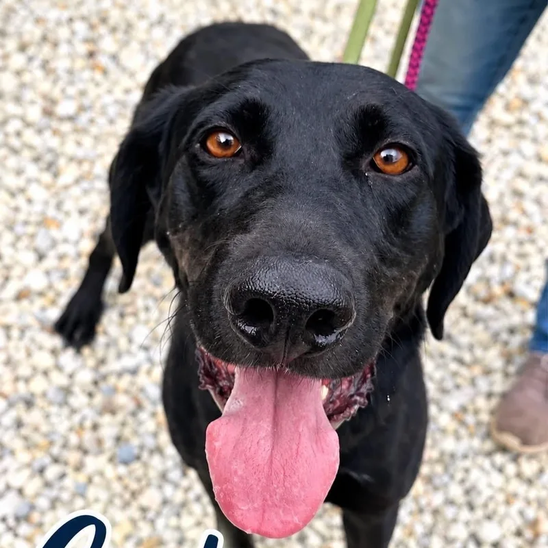 An adult large-sized male Black Labrador Retriever dog named Carter for adoption in Jackson, NJ