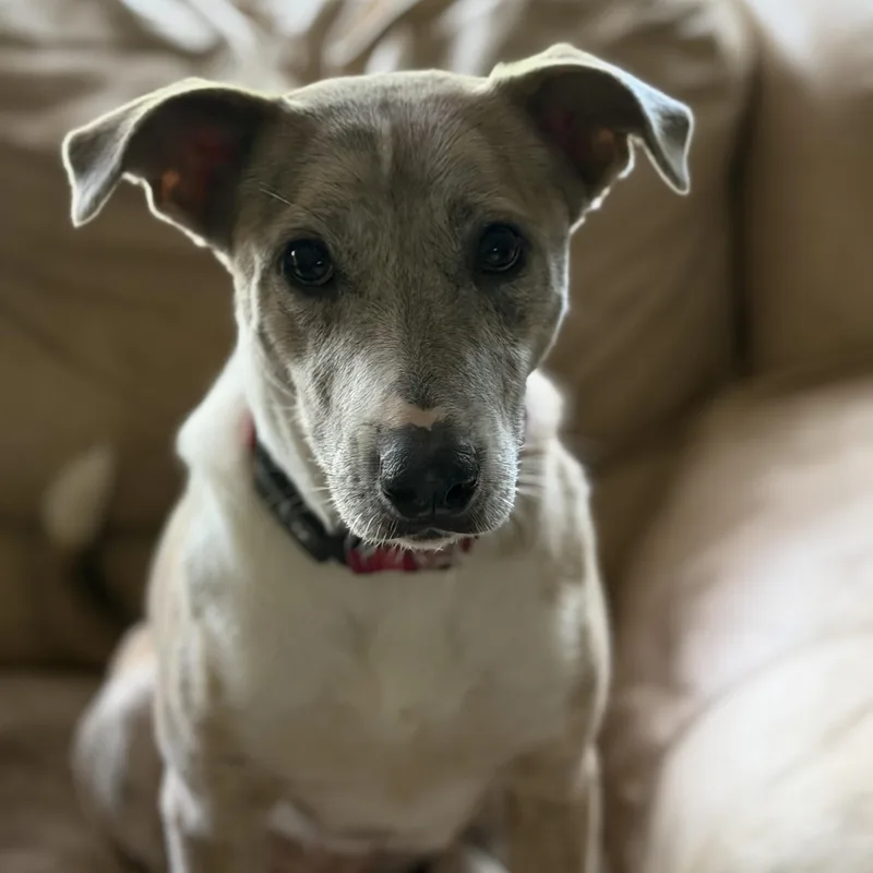Delilah thumbnail 4