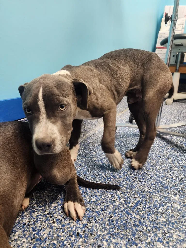 A baby small-sized male Pit Bull Terrier dog named Joe for adoption in Maumelle, AR