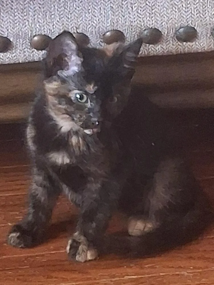 A baby small-sized female Tortoiseshell Domestic Short Hair cat named Anna for adoption in Wheaton, IL