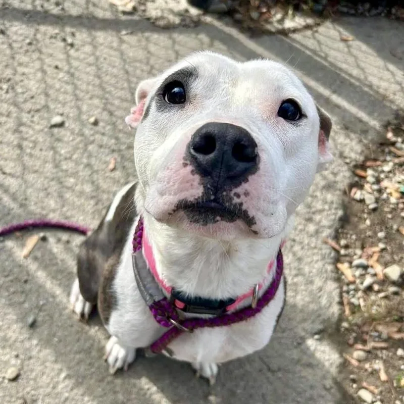 A young medium-sized female Black Pit Bull Terrier dog named Nadia for adoption in Buffalo, NY
