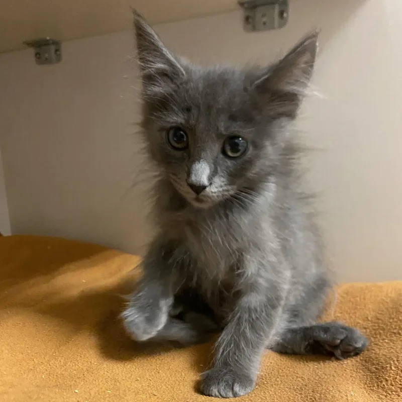 A baby small-sized male Gray / Blue / Silver Domestic Short Hair cat named Rocky for adoption in Redwood City, CA