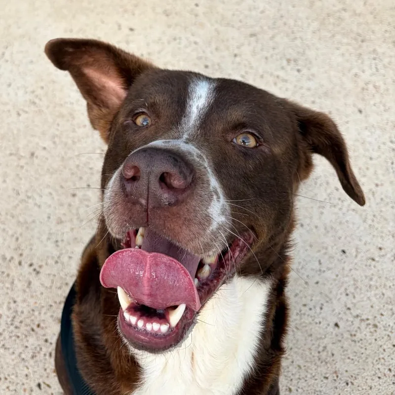 An adult large-sized male Brown / Chocolate Mixed Breed dog named Brick for adoption in Lake Jackson, TX