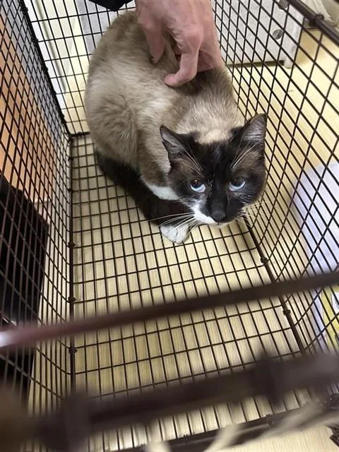 An adult small-sized female Domestic Short Hair cat named Stella for adoption in Sacramento, CA