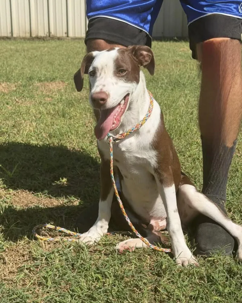 A young medium-sized male Red / Chestnut / Orange German Shorthaired Pointer dog named Hank for adoption in Vicksburg, MS
