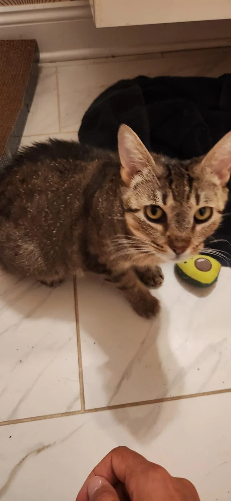 A young medium-sized female Tabby (Brown / Chocolate) American Shorthair cat named Dolly for adoption in Highland Park, NJ