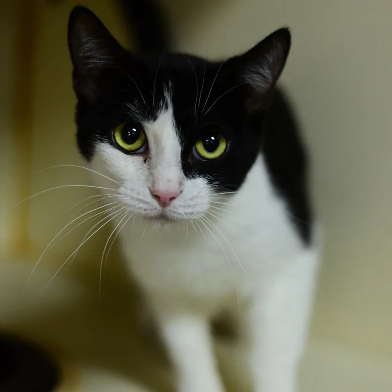 A young medium-sized female Black Domestic Short Hair cat named Boots for adoption in Idaho Falls, ID