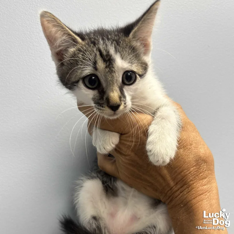 A baby medium-sized female Domestic Short Hair cat named Bogey for adoption in Washington, DC