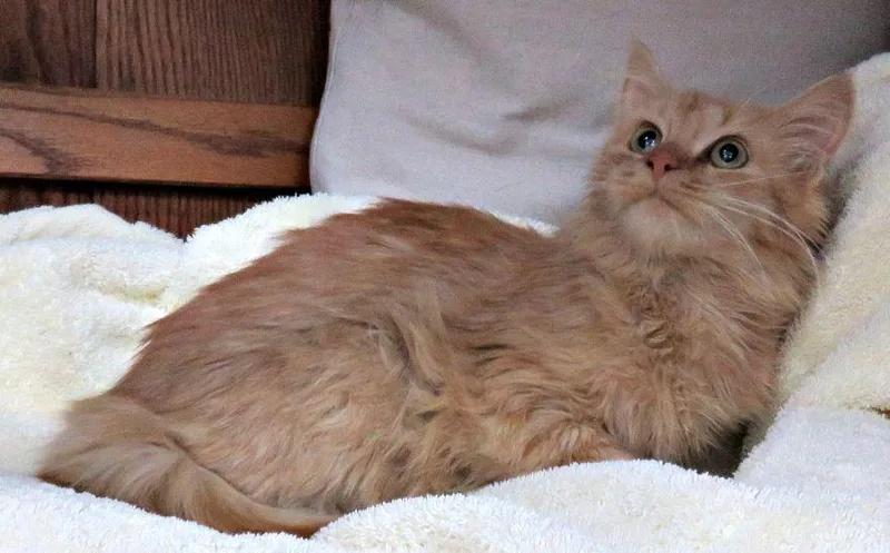 A baby medium-sized female Tabby (Orange / Red) Domestic Long Hair cat named Wilma for adoption in Lexington, VA