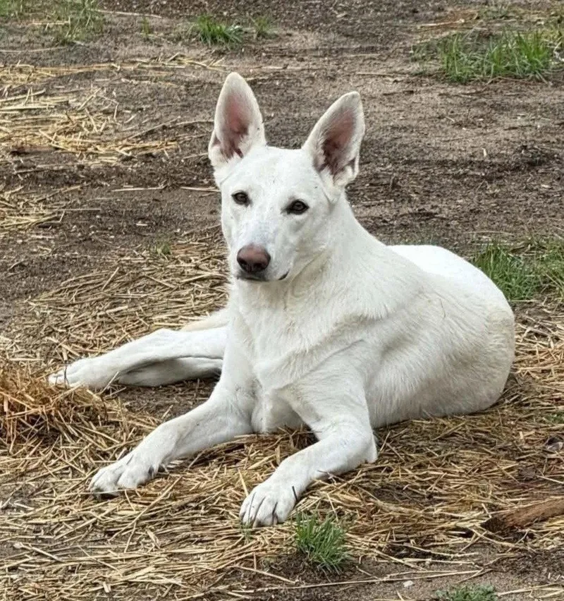 An adult medium-sized female White German Shepherd dog named Clover for adoption in Londonderry, NH