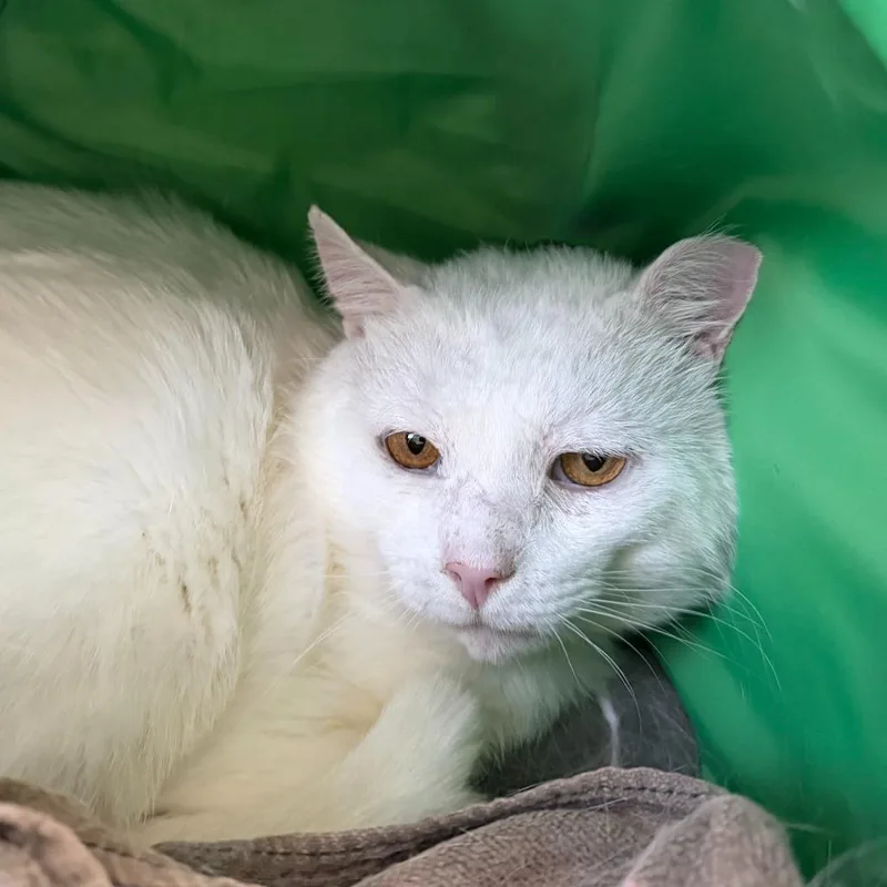 An adult medium-sized male Domestic Short Hair cat named Pasty Papa for adoption in State College, PA