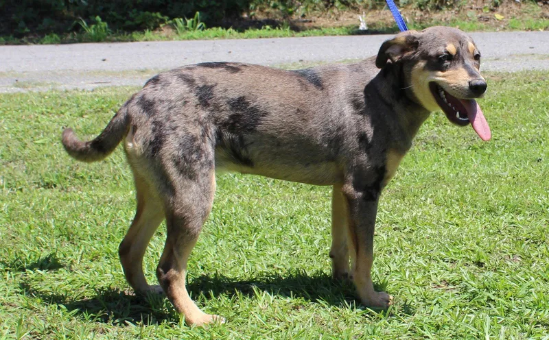 A young medium-sized female Catahoula Leopard Dog dog named Katie for adoption in Prattville, AL