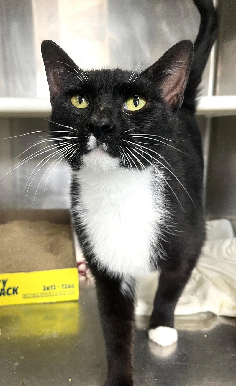 A young medium-sized male Black & White / Tuxedo Domestic Short Hair cat named Larry for adoption in Carrollton, GA