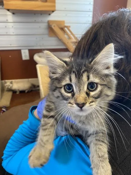 A baby small-sized female Domestic Short Hair cat named Phoebe for adoption in Monterey, CA
