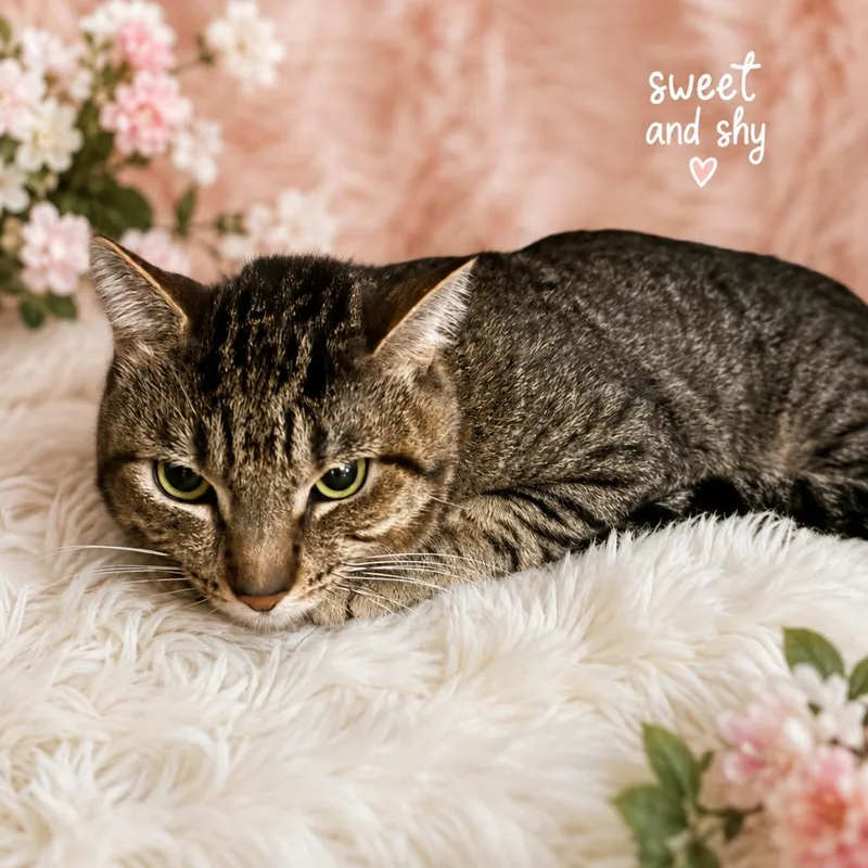 A young medium-sized male Brown / Chocolate Domestic Short Hair cat named Ridoc for adoption in Henderson, NV