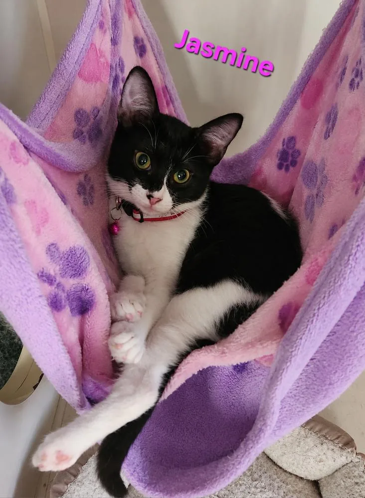 A baby small-sized female Domestic Short Hair cat named Jasmine for adoption in Dallas, TX