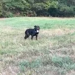 A young medium-sized female Black Labrador Retriever dog named Hannah for adoption in Little Rock, AR