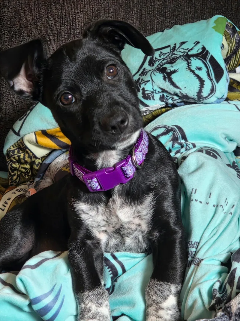 Ingridviolet thumbnail 3