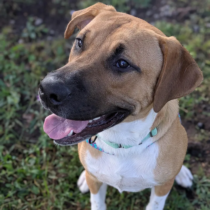 An adult large-sized male Yellow / Tan / Blond / Fawn Black Mouth Cur dog named Evander for adoption in Syracuse, NY