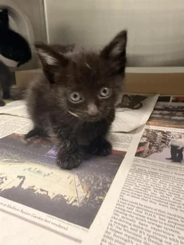 A baby small-sized male Domestic Short Hair cat named Neymar for adoption in San Martin, CA
