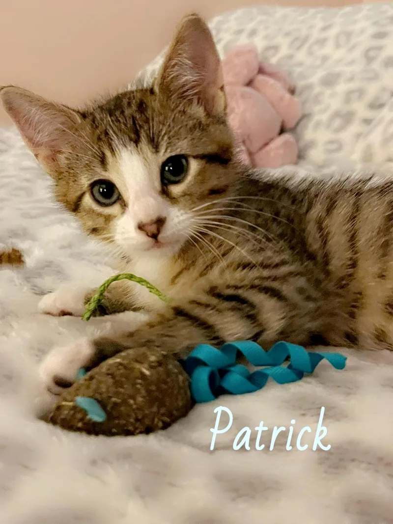 A baby small-sized male Tabby (Brown / Chocolate) Domestic Short Hair cat named Patrick for adoption in Pardeeville, WI