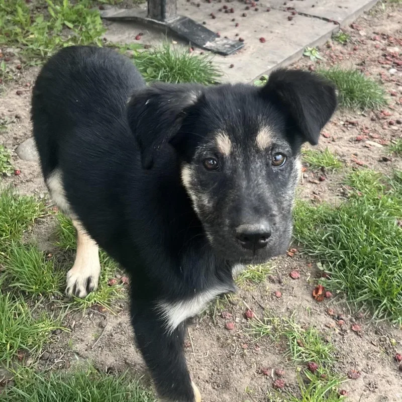 A baby medium-sized female Black Mixed Breed dog named Jessie for adoption in East Hanover, NJ