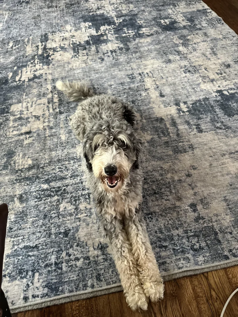 A young medium-sized female Standard Poodle dog named Nora for adoption in Arlington, TX