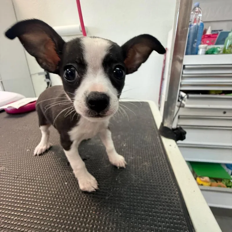 A baby small-sized female White / Cream Chihuahua dog named Lola for adoption in Phoenix, AZ